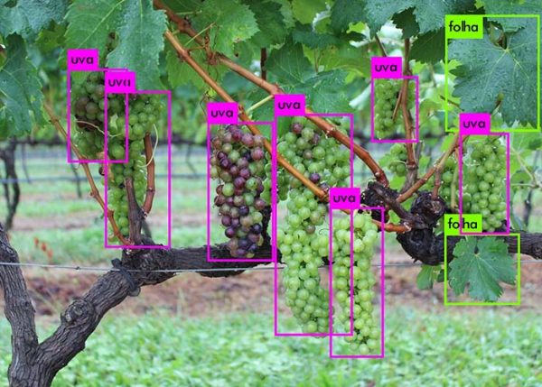 Grape Identification